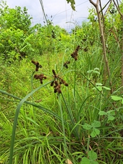 Cyperus ligularis