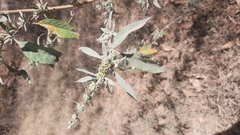 Buddleja sessiliflora