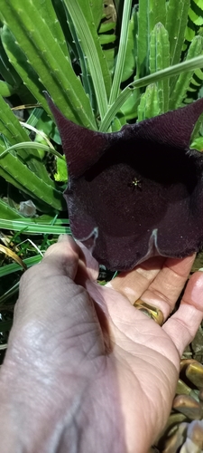 Image of Stapelia leendertziae by (c) Adele SL, some rights reserved (CC BY)