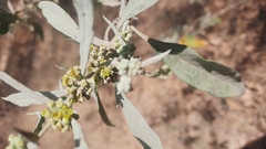 Buddleja sessiliflora