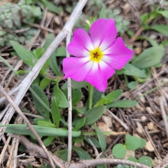 Phlox roemeriana