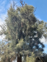 Pinus patula