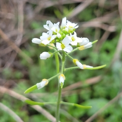 Tomostima cuneifolia