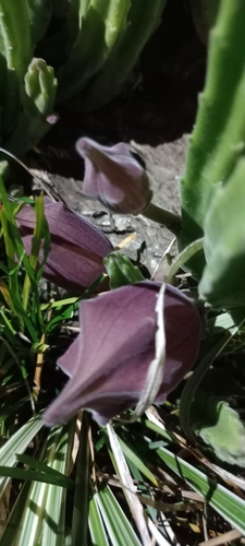 Image of Stapelia leendertziae by (c) Adele SL, some rights reserved (CC BY)