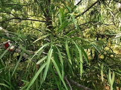 Afrocarpus mannii