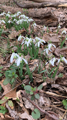 Galanthus nivalis