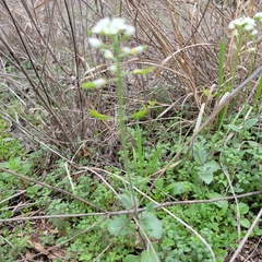Tomostima cuneifolia