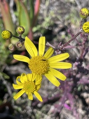 Senecio californicus