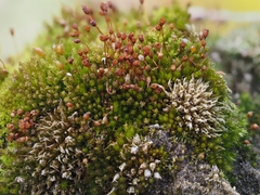 Microbryum davallianum