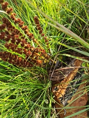 Crassula capitella nodulosa