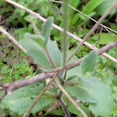 Tomostima cuneifolia