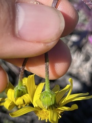 Senecio californicus