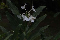 Hedychium coronarium