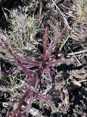 Senecio californicus