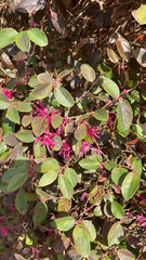 Loropetalum chinense