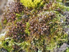 Tortula protobryoides