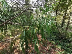 Afrocarpus mannii