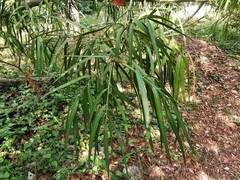 Afrocarpus mannii