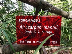 Afrocarpus mannii