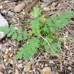 Phacelia congesta