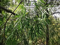 Afrocarpus mannii