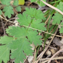 Phacelia congesta
