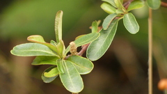 Pyracantha fortuneana