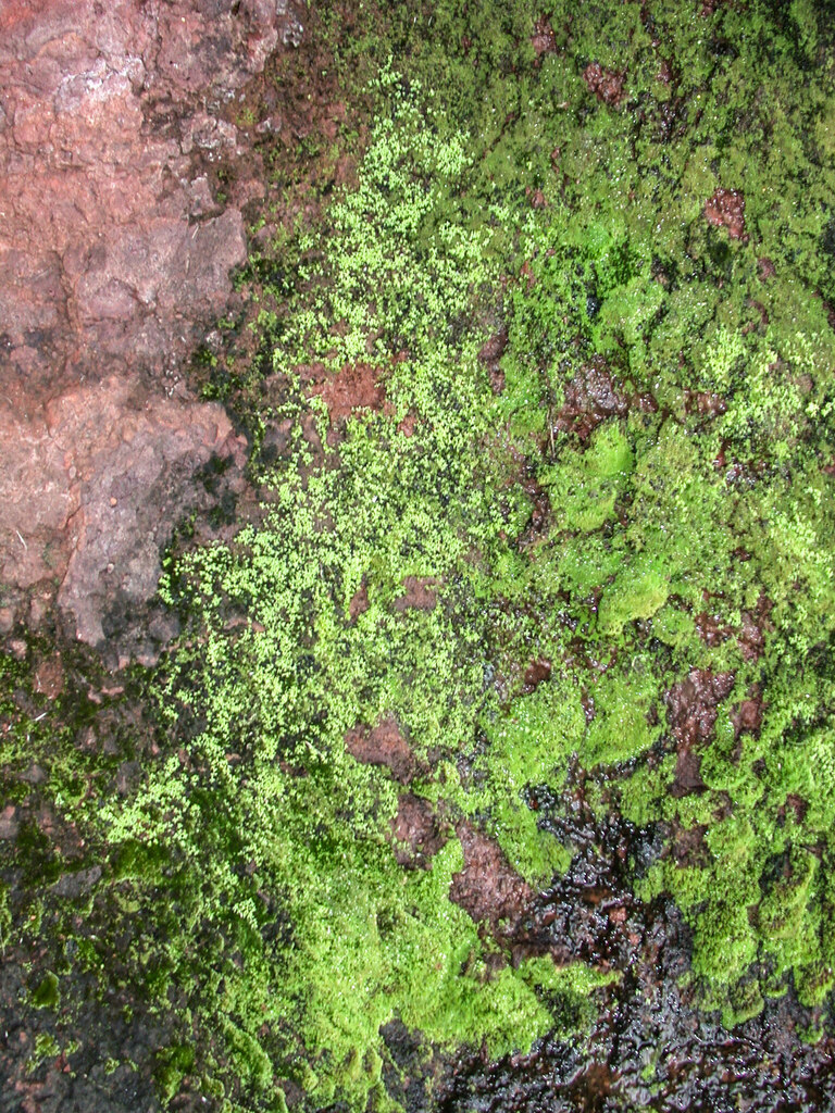 Callitriche turfosa