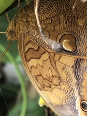 Opsiphanes boisduvallii