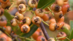 Pyracantha fortuneana