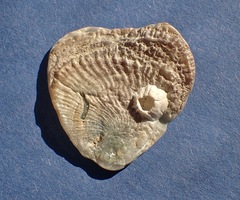 Pododesmus macrochisma