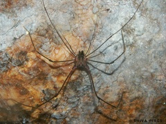 Goniosoma roridum
