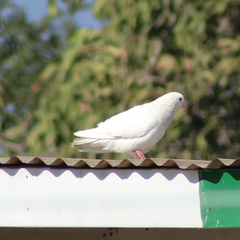 Columba livia domestica