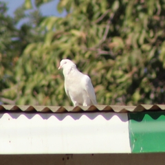 Columba livia domestica