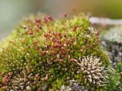 Microbryum davallianum