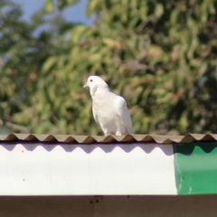 Columba livia domestica