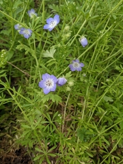 Nemophila phacelioides