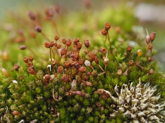 Microbryum davallianum
