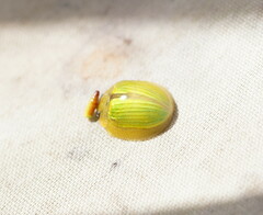 Paropsisterna hectica