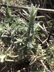 Lavandula pedunculata