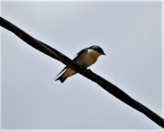 Tachycineta albiventer