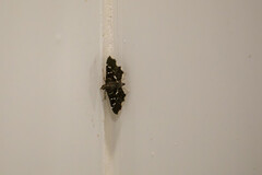 Diathrausta harlequinalis