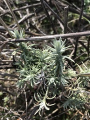 Lavandula pedunculata