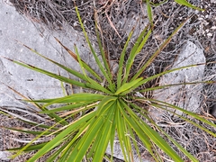 Yucca rupicola