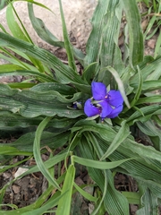 Tradescantia subacaulis