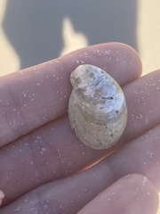 Crepidula fornicata