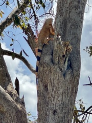 Iguana iguana