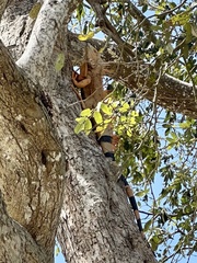Iguana iguana