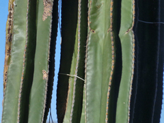 Lophocereus