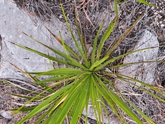 Yucca rupicola